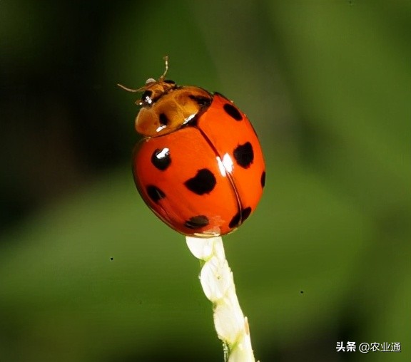 七星瓢虫是益虫还是害虫（详解瓢虫种类和利害）