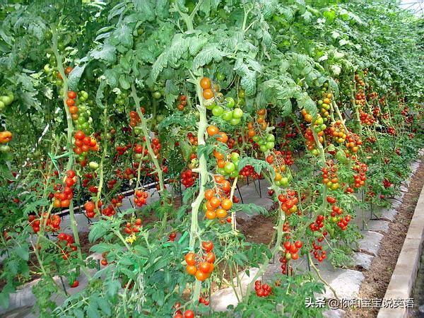 采摘亲子英文+科普—草莓蓝莓、萝卜白菜，谁长地上，谁长藤上？