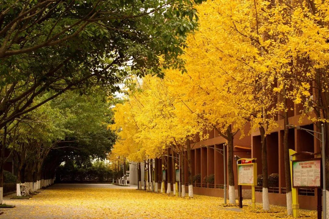 成都这些高校的附属中学，和其他中学又有啥区别呢？