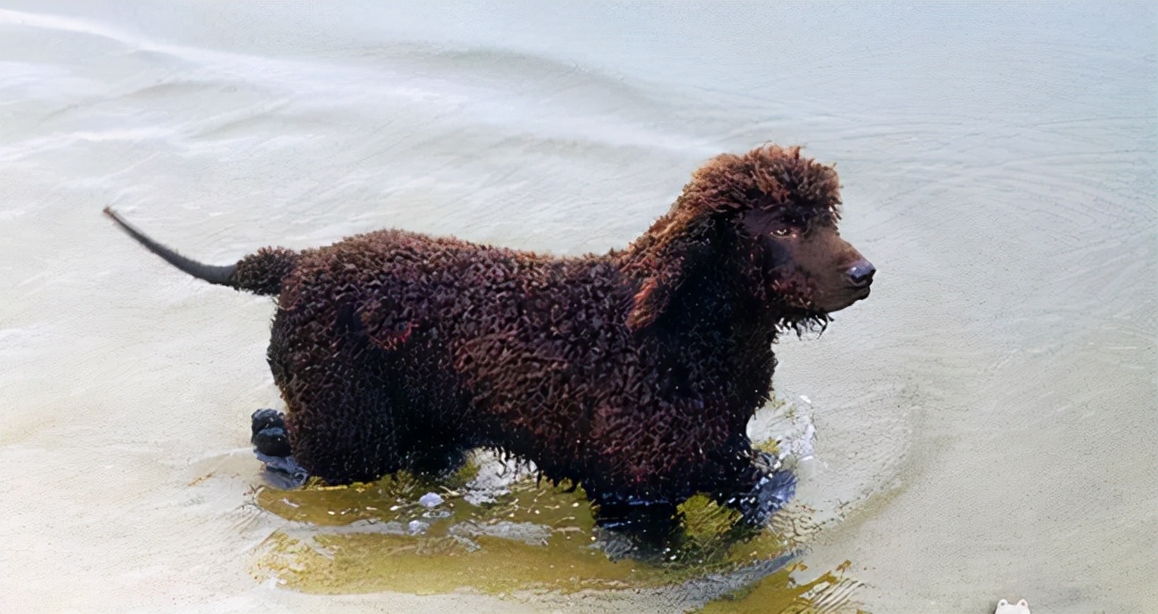 世界犬种智商排名榜前 30 名的聪明狗狗