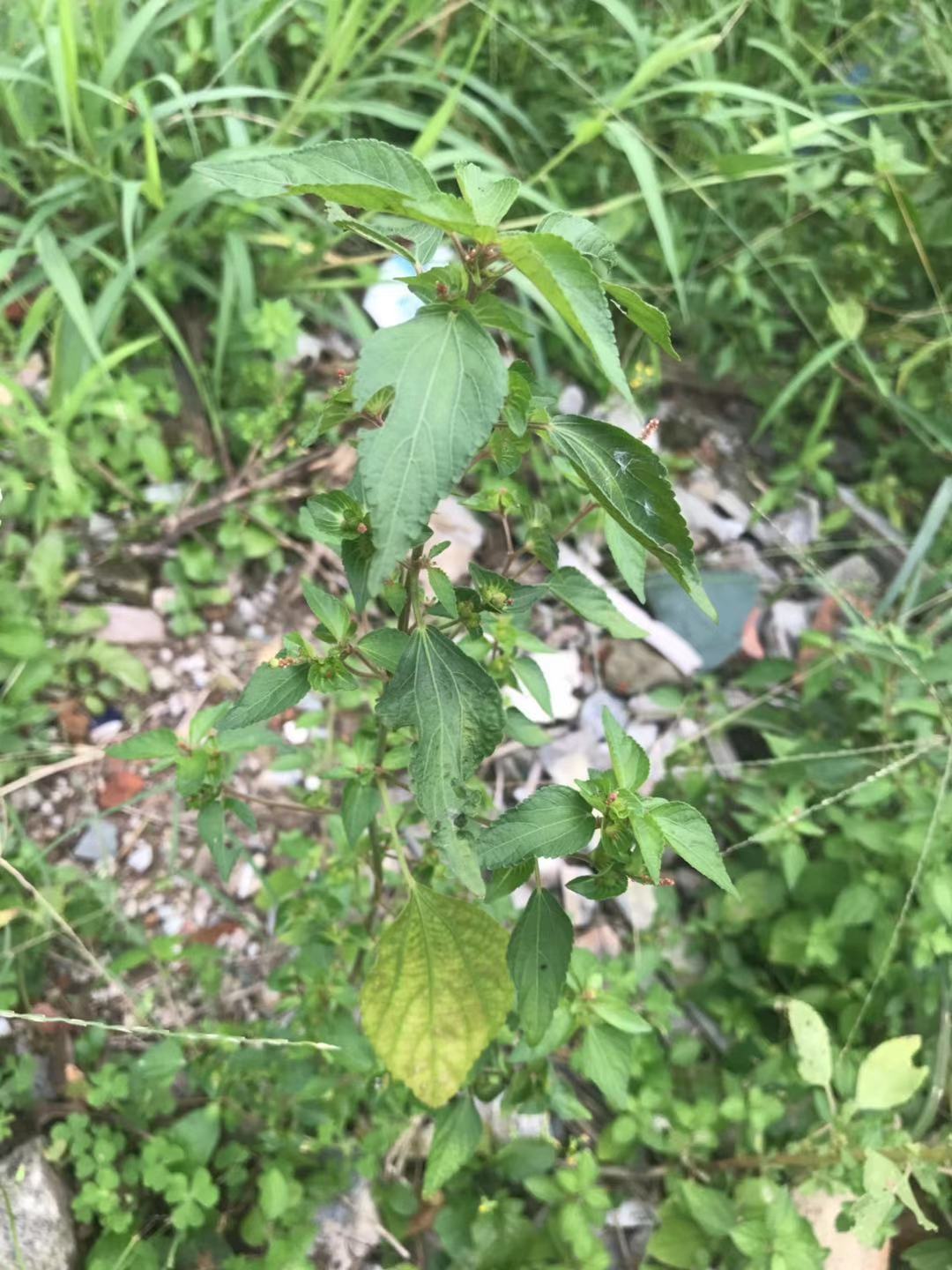 農村常見的鐵莧菜:擅治各種出血,被稱為