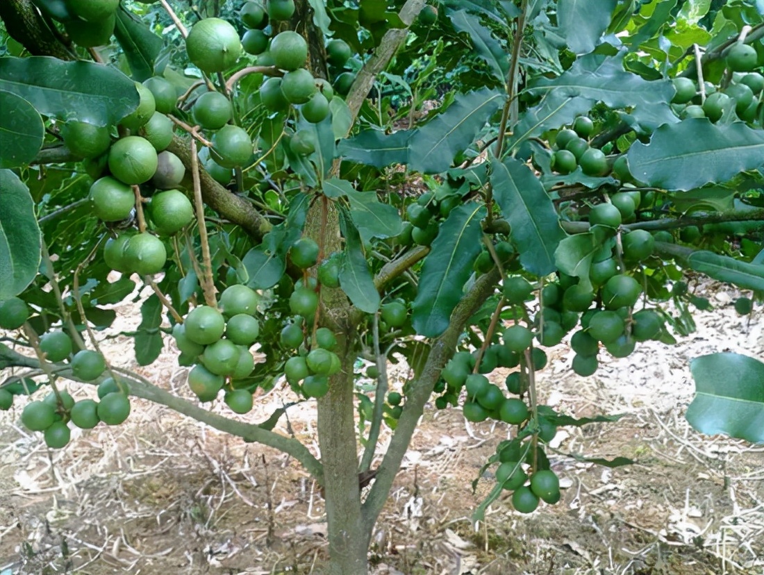 夏威夷果的价格夏威夷果
