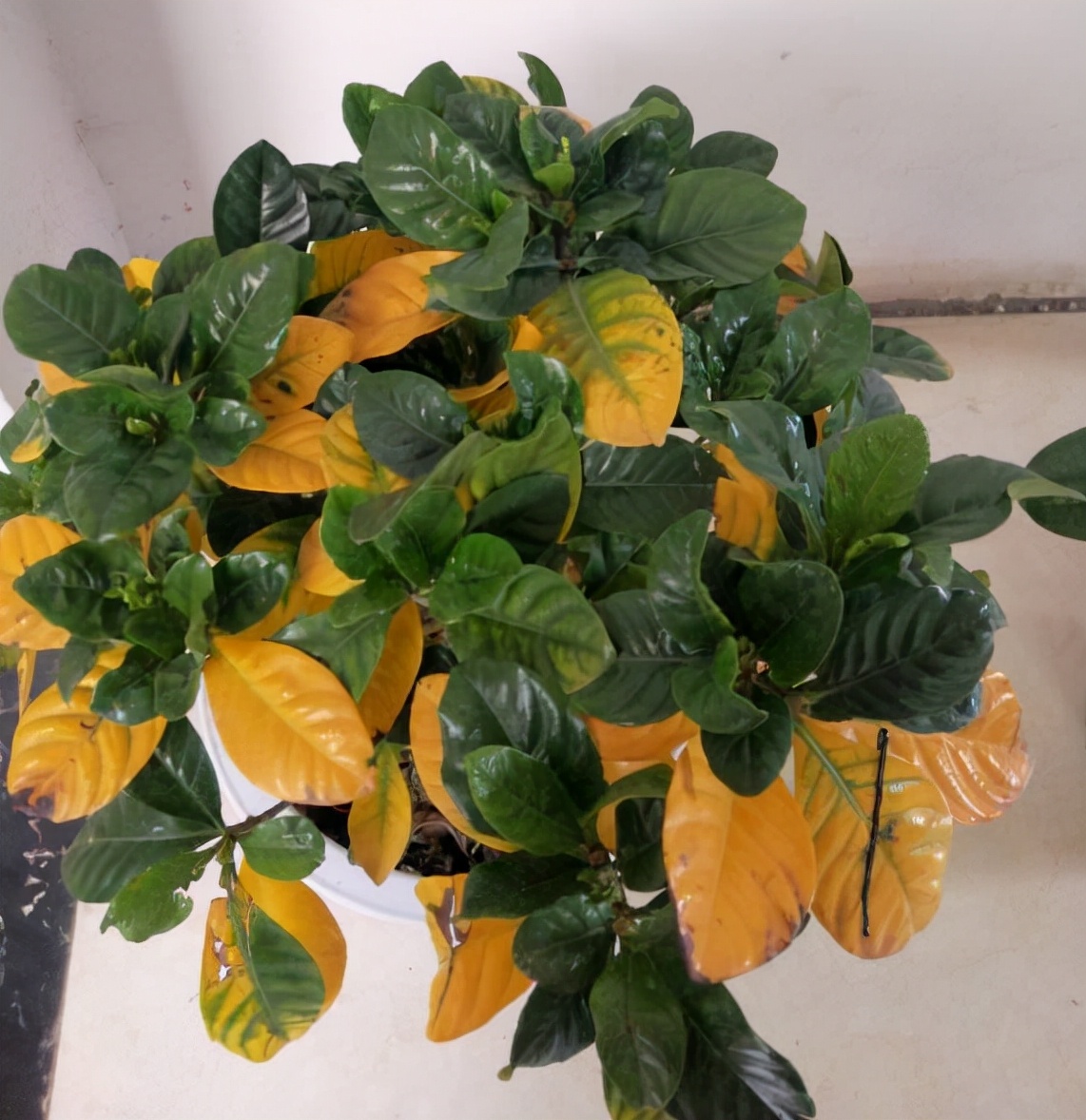 植物黄叶不一定是“病”,明白5个道理,“对症下药”才有效