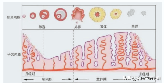 子宫内膜薄、卵泡长得慢、月经量少！想怀孕，不妨试试这样调理