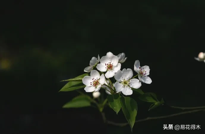 棠梨鉴赏｜东风二月淮阴郡，唯见棠梨一树花