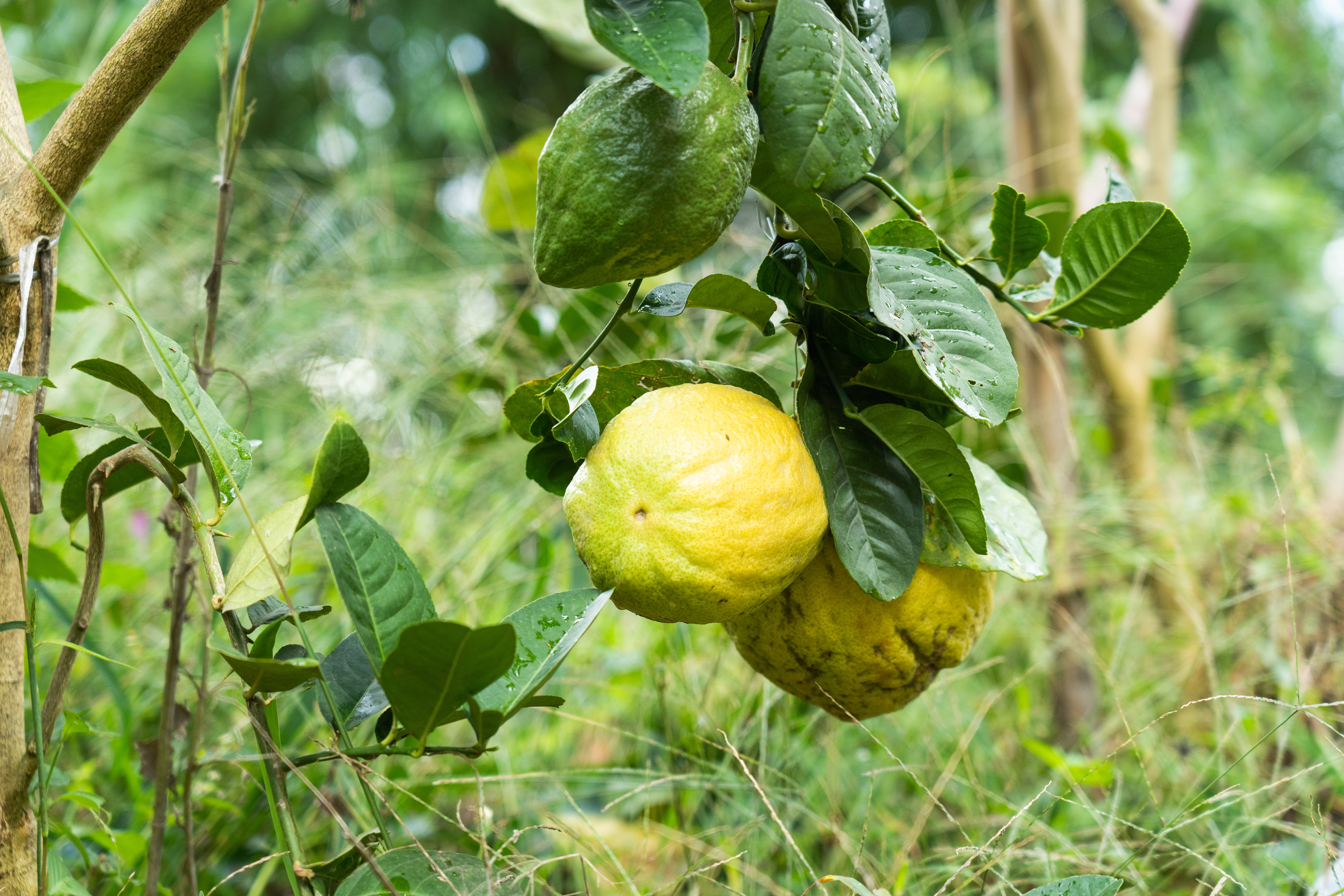 香橼果对人体有什么好处(云南农村最神奇的水果)