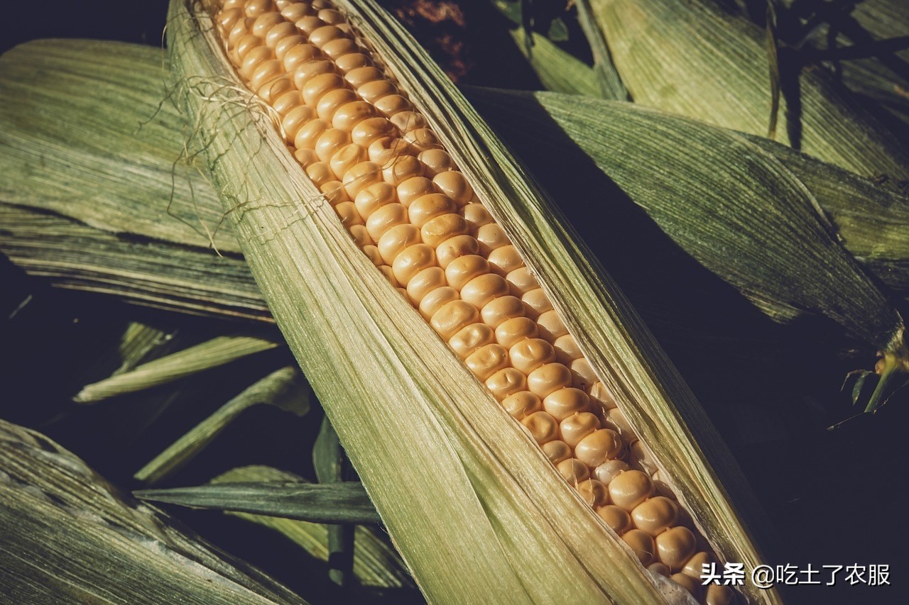 龙高l2玉米种子介绍（高产玉米种子十大品种）