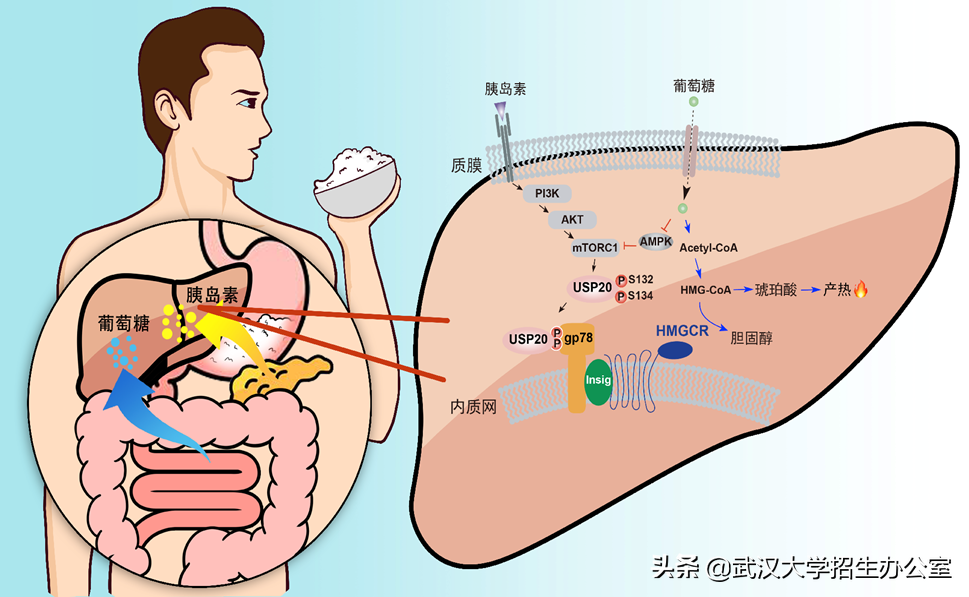超50万人报考！来武汉大学，2025年，你将拥有“无价之物”！