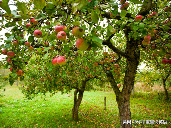 采摘亲子英文+科普—草莓蓝莓、萝卜白菜，谁长地上，谁长藤上？