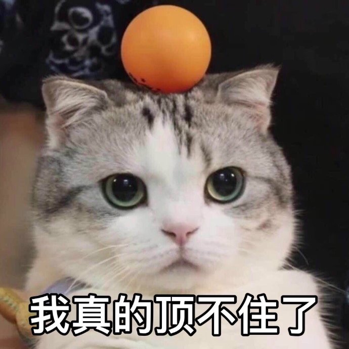 猫咪表情包合集｜怎么可以这样