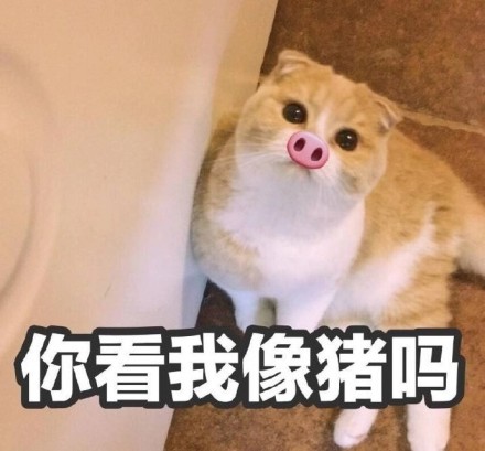 猫咪表情包合集｜你看我像猪吗