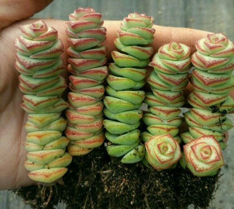 多肉钱串怎么养?注意2点,养出爆盆的效果,变成"钱多多"