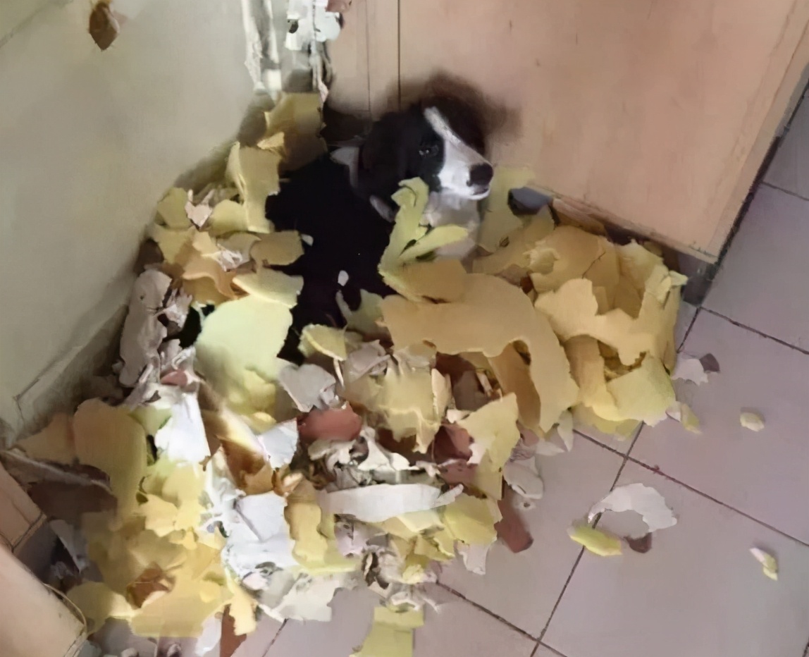 降!降!降!边境牧羊犬的价格下降了,为何养的人反而少了?