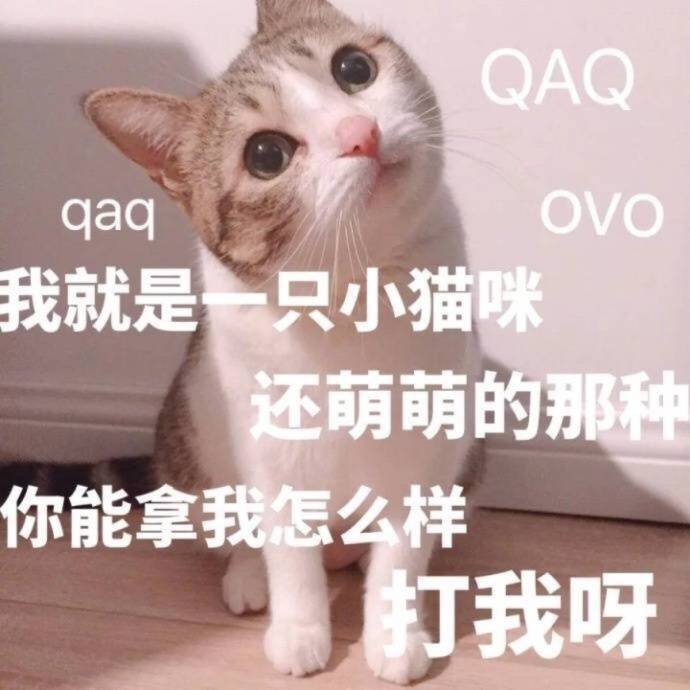 猫咪表情包｜你能拿我怎么样？打我啊