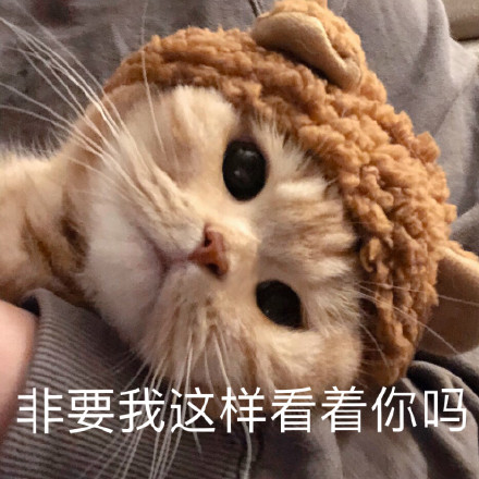 猫咪撒娇表情包合集