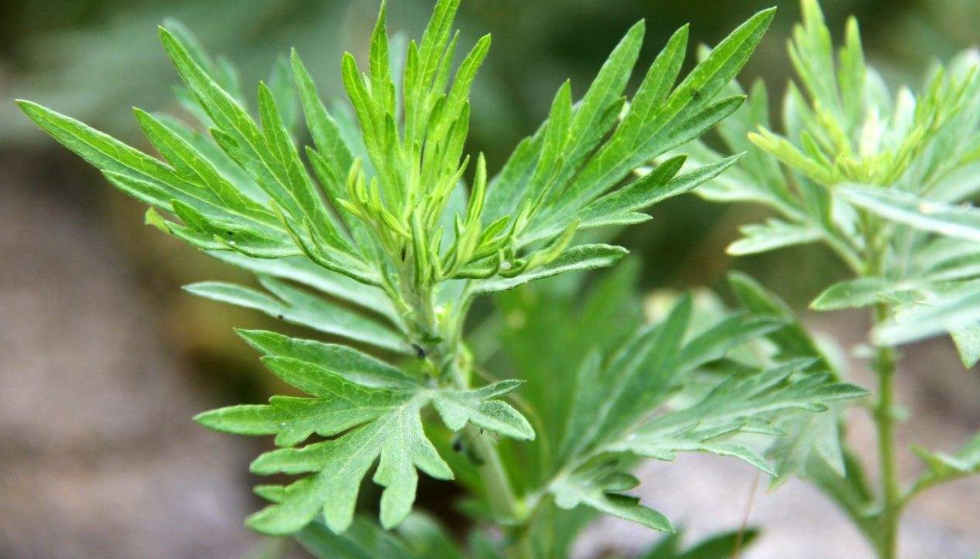 艾草6种最好吃的做法,每种都简单美味,看看你喜欢吃哪种?