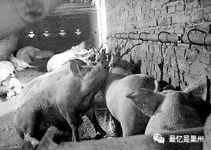 巢湖文化：巢县土话故事（13） 热脸“仓”人家冷屁股