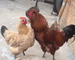搞笑gif图：这两只公鸡互相看对方这么久，会不会突然亲起来？