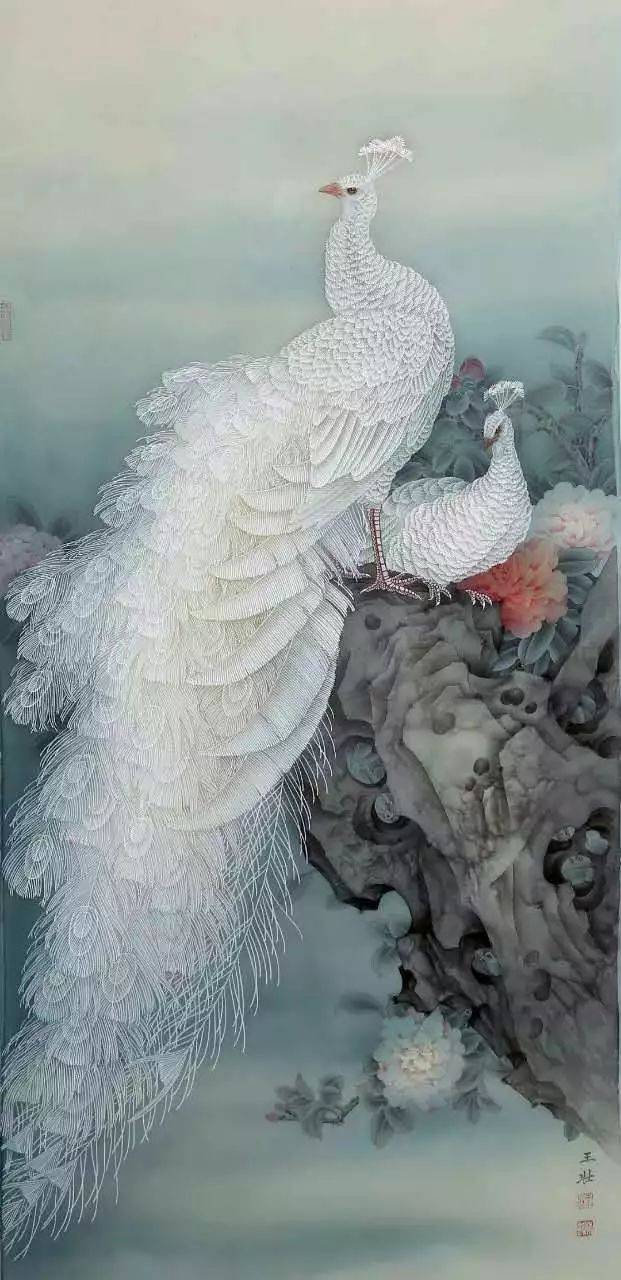 孔雀东南飞！高贵、冷艳的白孔雀