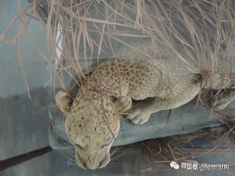 桑给巴尔豹图片（已经灭绝的非洲豹桑给巴尔豹百科）