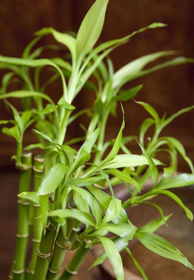 富贵竹的特点,富贵竹的样子和特点