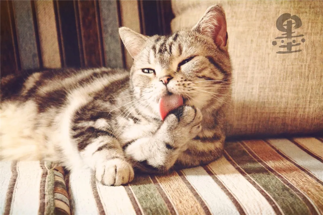 常见的猫咪皮肤病有哪些？如何治疗和预防猫癣和猫咪黑下巴？