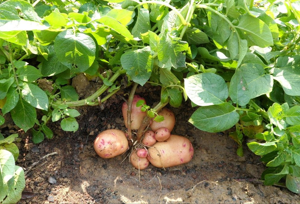 又名山芋,红芋,甘薯,番薯,番芋,地瓜(北方),红苕(多地方言),线苕