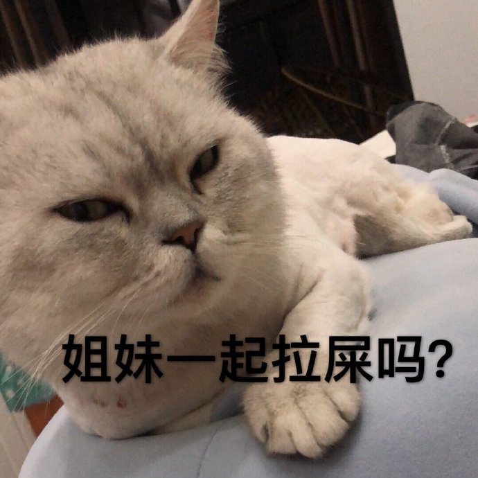 猫咪斗图表情包合集有没有想我鸭