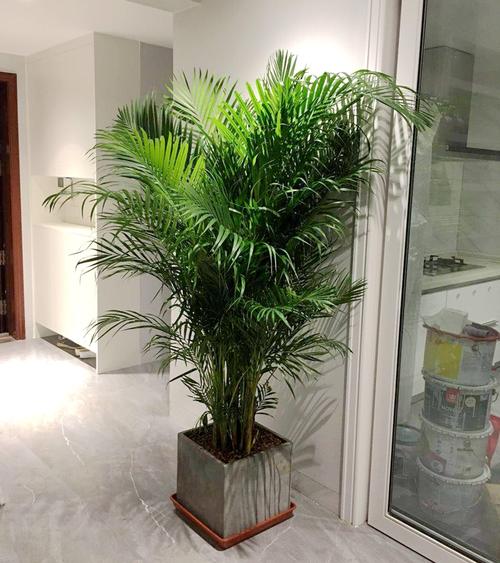 朋友搬家送几盆花合适（亲戚搬新家送什么花好）