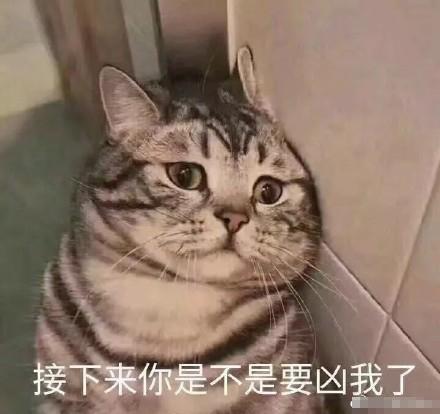 可爱猫咪的表情包我的悲伤大概有这么大