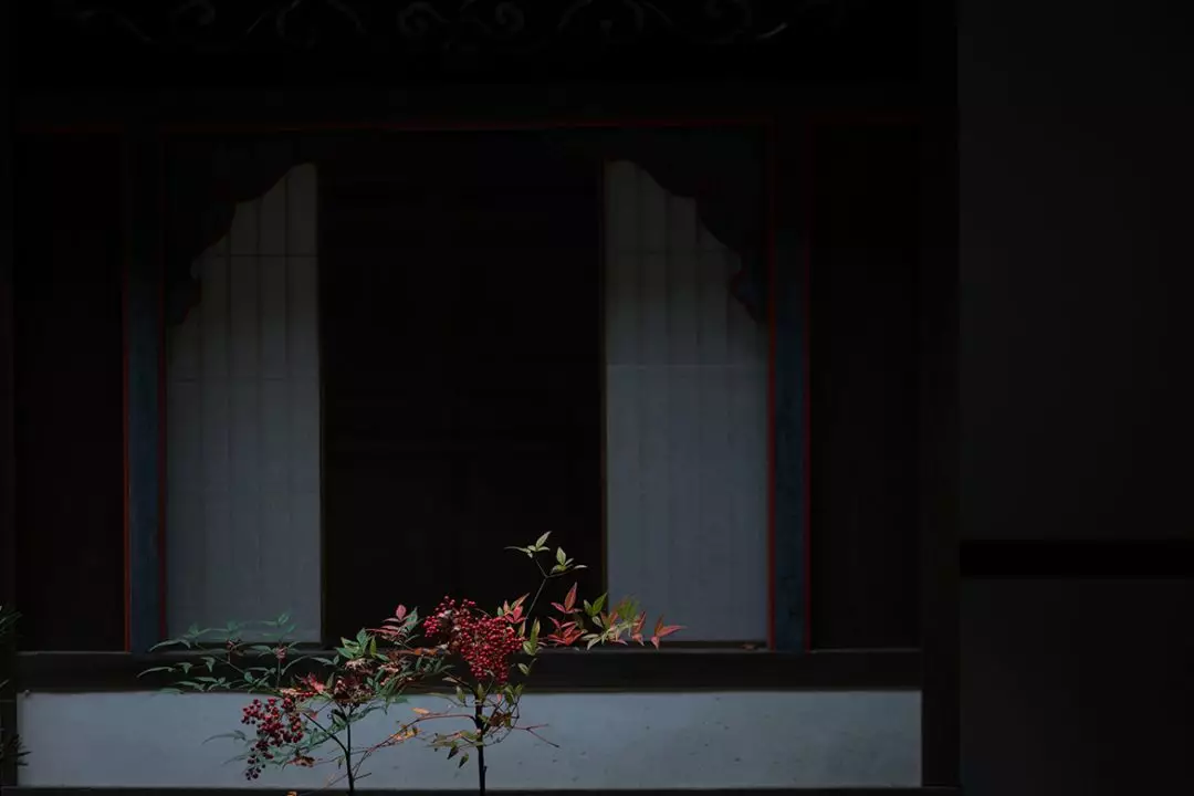 谷雨时节，相思来袭，王维的红豆开了