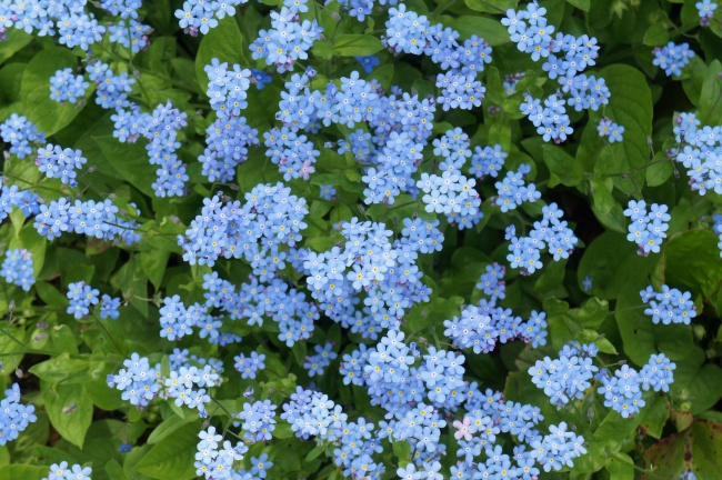 蓝色的花有哪些(喜欢蓝色的一定不要错过，这5种蓝色系的花，清新又浪漫)