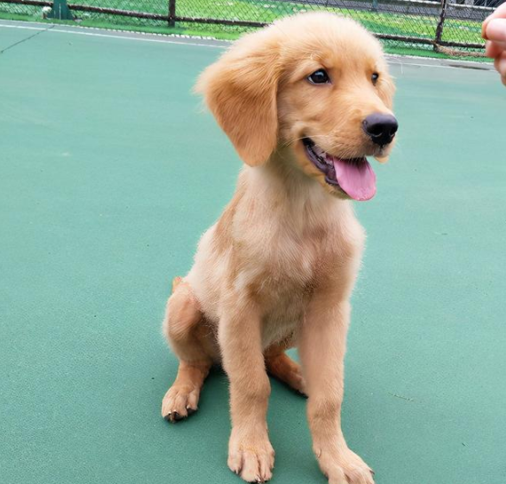 金毛犬偏瘦怎么办?