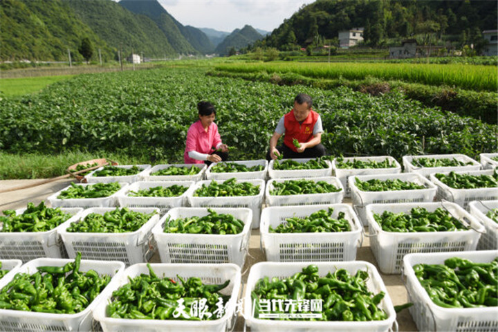 雷山县七一篮球比赛哪里可以看(锦绣黔东南 砥砺奋进时丨贯彻落实习近平总书记“七一”重要讲话精神在基层)