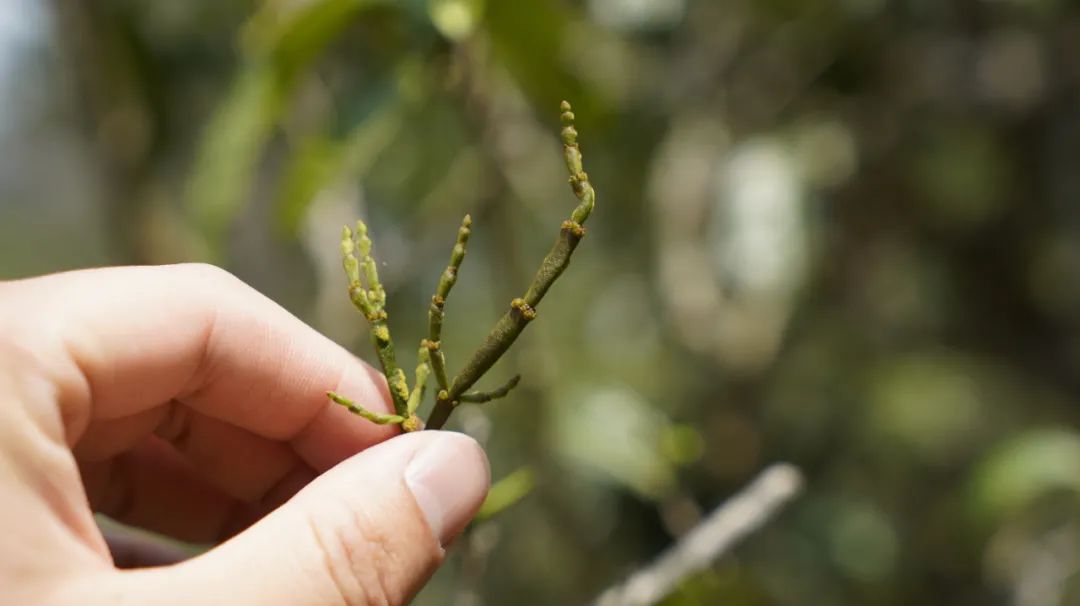 罕见螃蟹脚出没的景迈古茶园，茶有多香？你呼吸一口就知道了