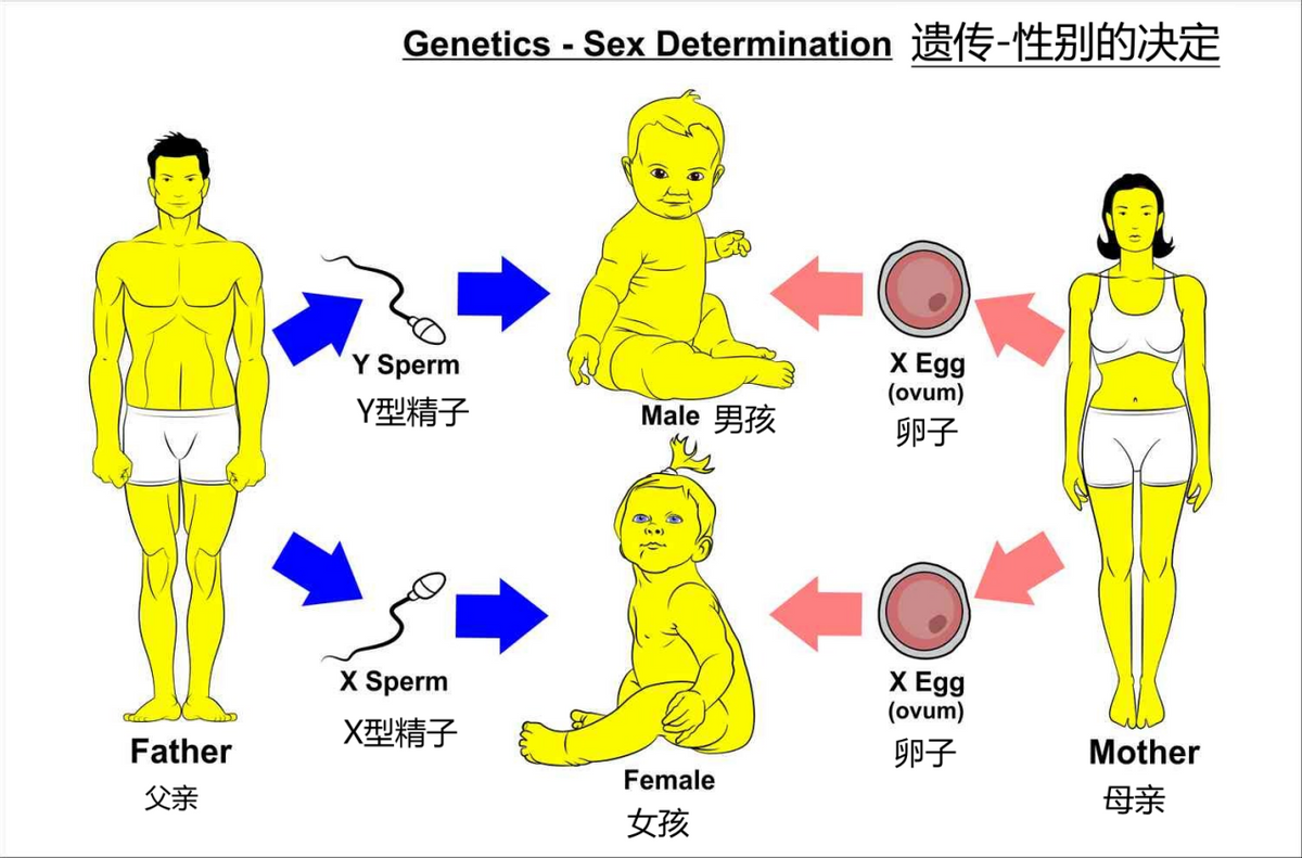 卵子会偏爱部分精子，给它开后门？能否说明孩子的性别由女方决定