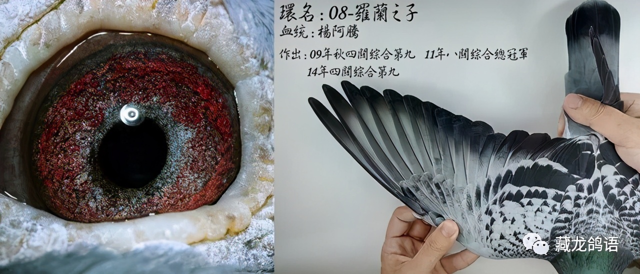 异色反目当优？