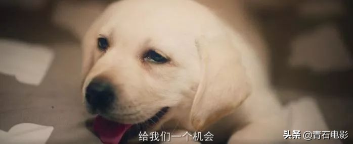 ​中国版《导盲犬小Q》，任达华新作催泪，能把七尺男儿看哭