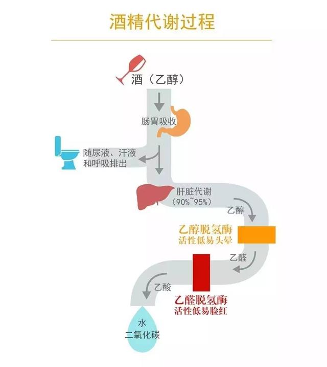 解酒最快的方法是什么？那么多解酒偏方，到底哪个有效？