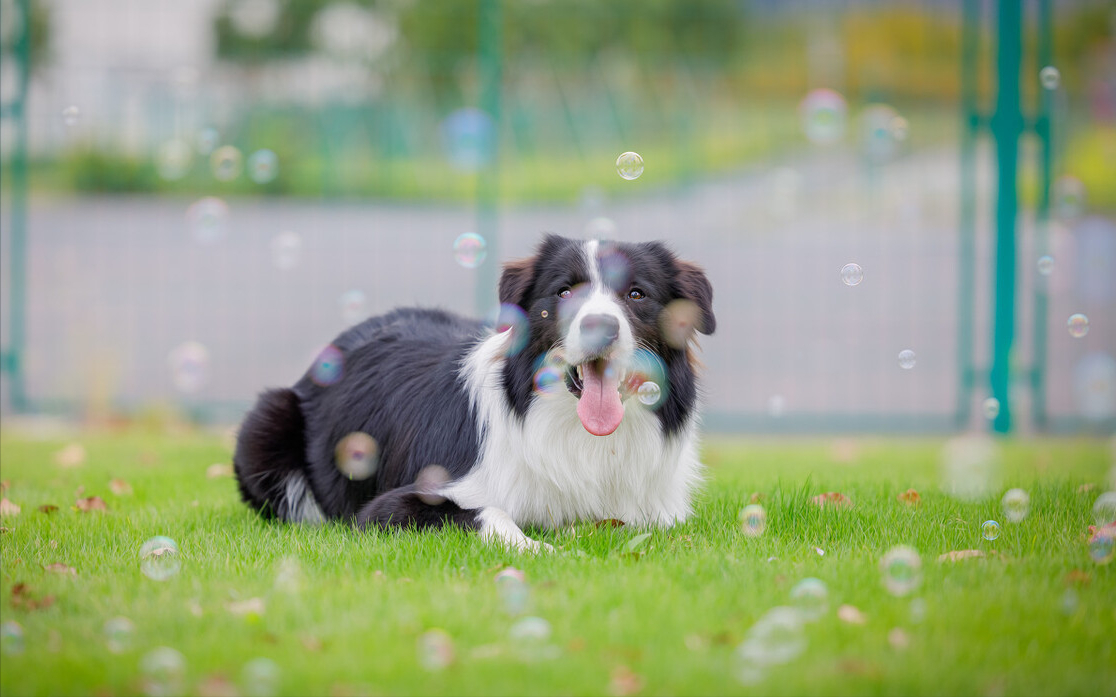 最聪明的边牧犬，你了解它们吗？