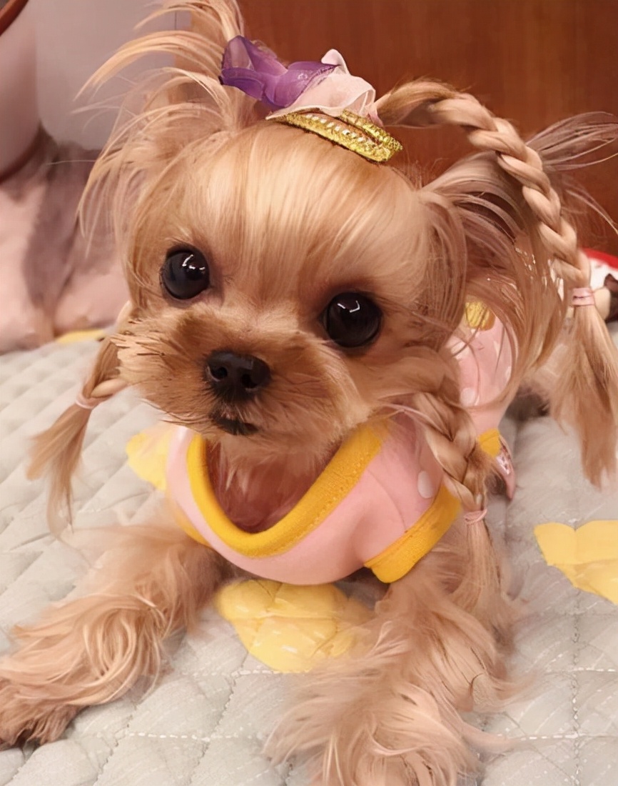 世界犬种智商排名榜前 30 名的聪明狗狗