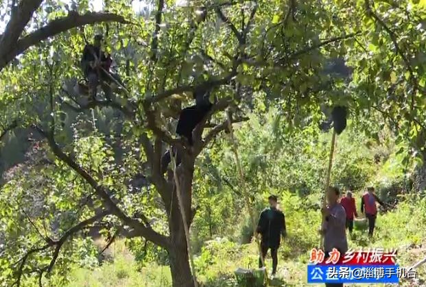 为什么德甲的球场有铁丝(你能帮到他们吗？博山这种好吃的水果，淄博人都很少知道……)