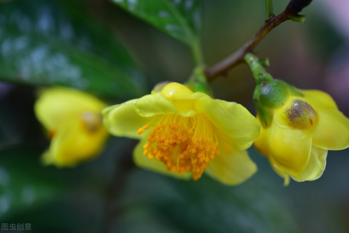 金花茶种植方法（做好3个方面养好金花茶不难）