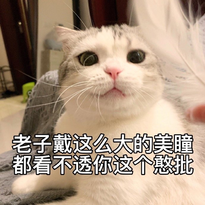 猫咪表情包合集｜怎么可以这样