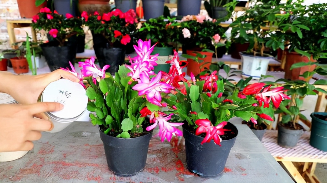 什么花不适合家里养（不适合家里养的32种花）