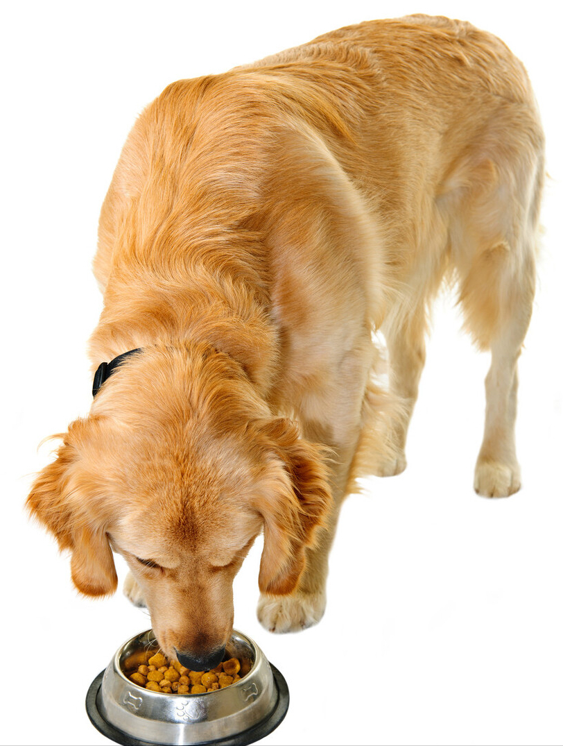 狗粮测评，6款热门狗粮怎么选？