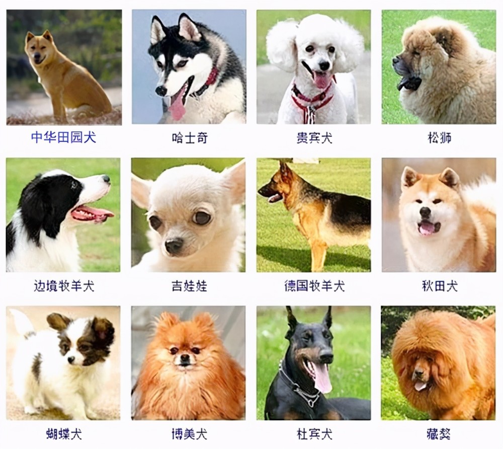 犬的种类及图片与名字图片