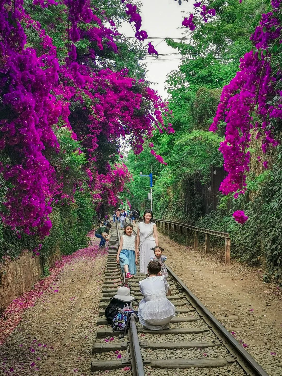 马住！继蓝花楹之后，昆明又添一网红打卡点