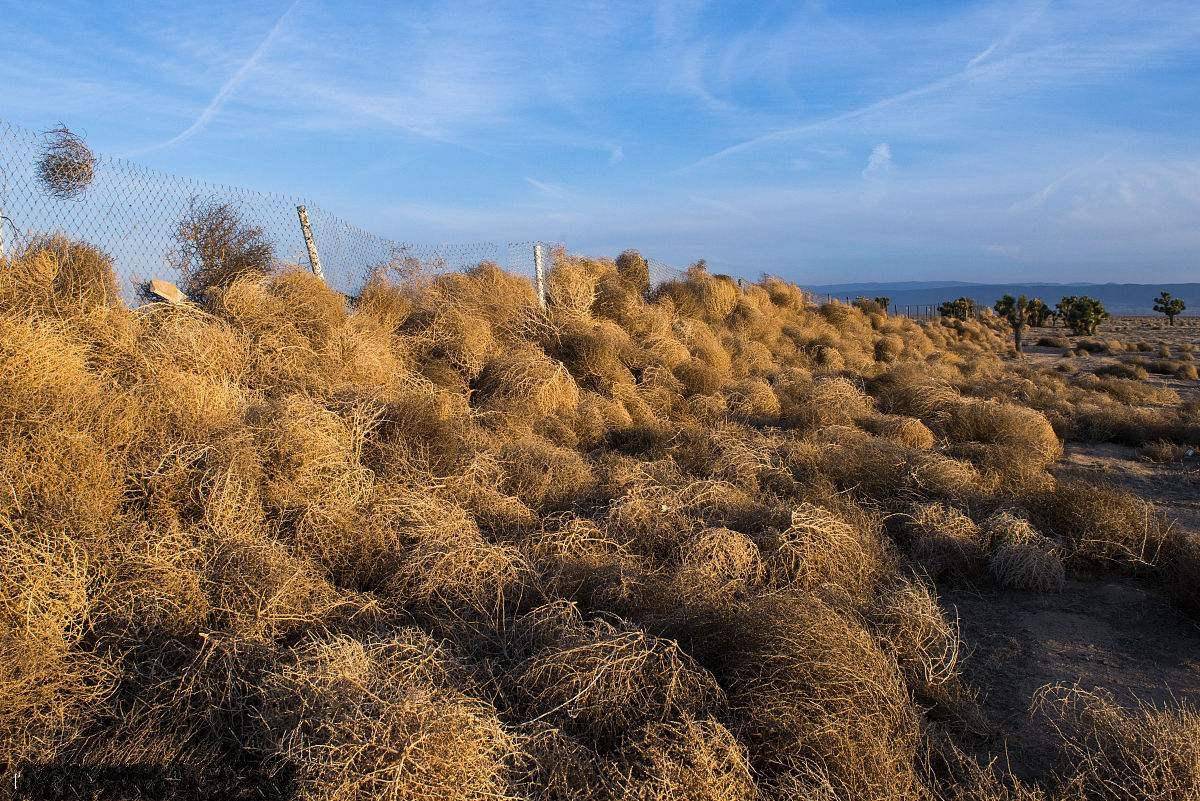风滚草长什么样子风滚草的生长条件介绍