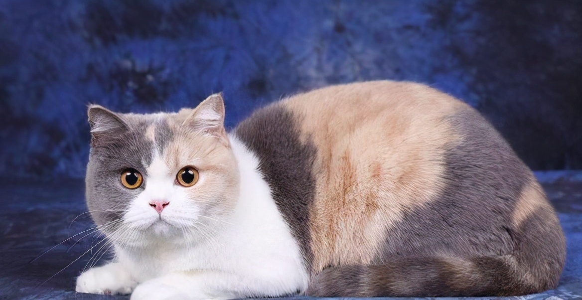 如何挑选一只纯正英国短毛猫？我有小妙招